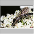 Cratichneumon sicarius - Schlupfwespe m01c 13mm - Sandgrube Niedringhaussee - auf wilder Moehre det06.jpg